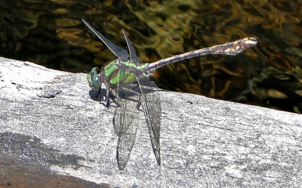 Dragonfly