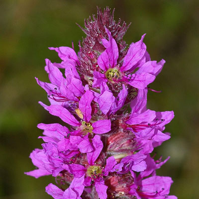 Loosestrife